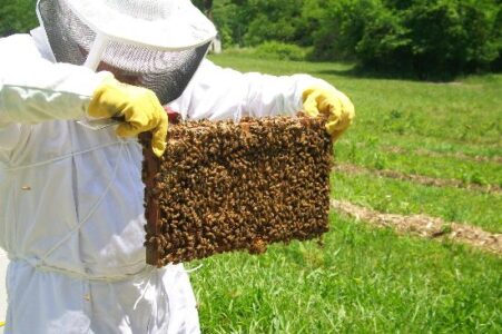 Girl Out of Water – The Bee Adventure Image